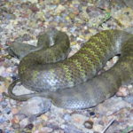 What is the Recommended First Aid Treatment for a Snake Bite?
