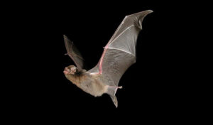 endangered animals australia, Southern Bent-Wing Bat