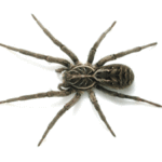 What to do if a Wolf Spider Bites