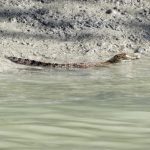 Kimberley juvenile crocodiles.