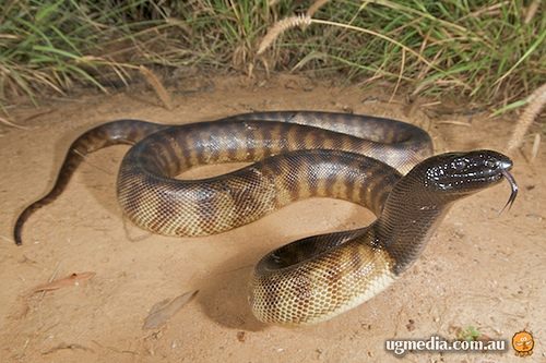 Black Headed Python – Broome